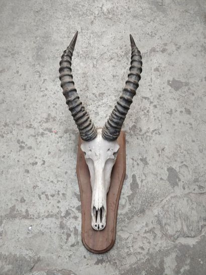 null Ensemble de cinq massacres africains dont oryx, sur écussons bois.