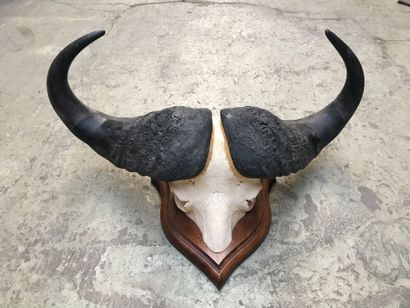 null Set of three large buffalo killings on wooden escutcheons