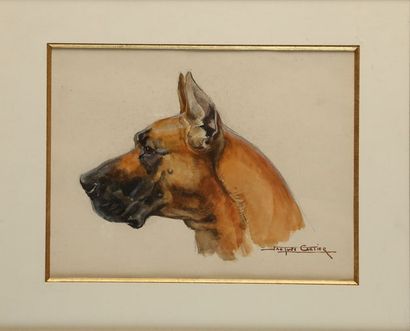 null Jacques CARTIER (1907-2001). Tête de danois ou dogue allemand. Aquarelle sur...