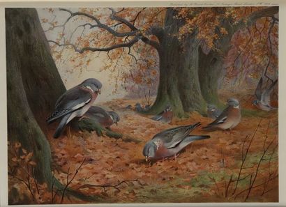 null Archibald THORBURN. Goshawks under the oaks. Flight of black grouse. Two colour...