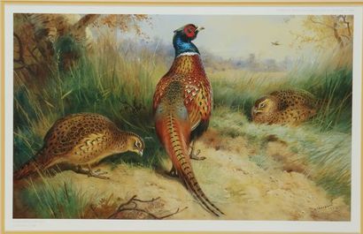 null Archibald THORBURN. The pheasants. Reproduction in colours framed, limited edition...