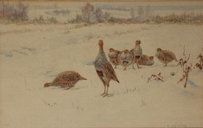 null Edouard MERITE (1867-1941). Company of grey partridges in the snow. Watercolour...