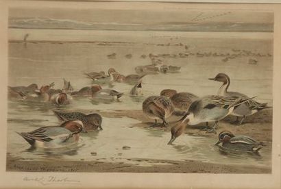 null Archibald THORBURN. Ducks on the pond. Pair of woodcock verroting. Mallards...
