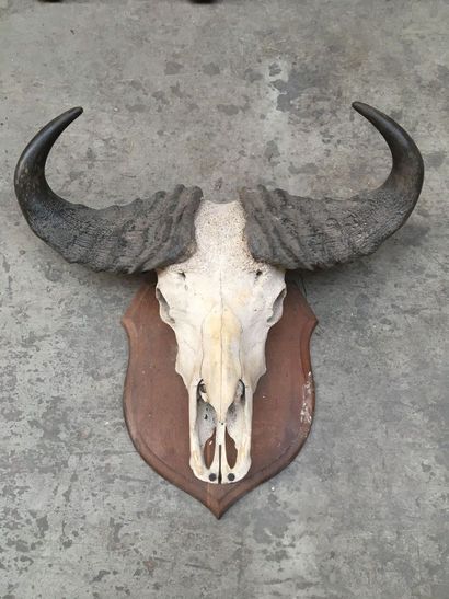 null Set of three large buffalo killings on wooden escutcheons