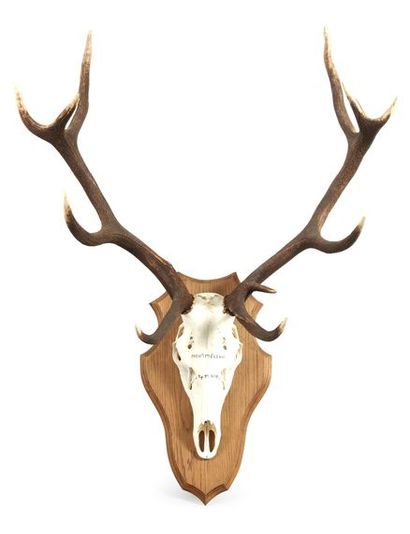 null Two deer killings 10 horns, one on wood escutcheon.
