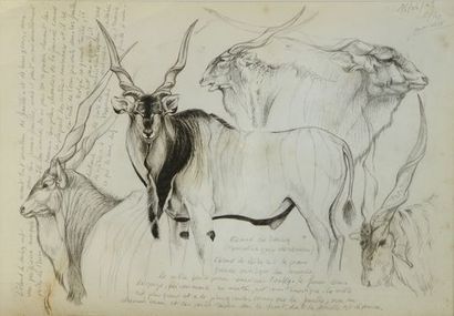 MARCELLO. Eland of Derby. Pencil on paper...