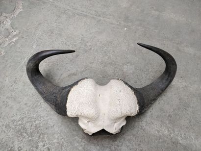 null Two slaughters of big buffaloes on wooden crests