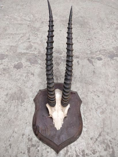 null Set of five African massacres including oryx, on wooden escutcheons.