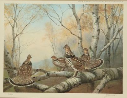 null J.C. HARRISON. Grouse in the birches. Engraving in colours n°212/250 and countersigned...
