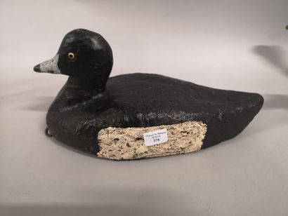 null Scaup : (négret or black bouï) Calling in balza of the pond of Berre. Around...