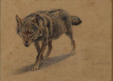 null Edouard MERITE (1867-1941). Le Loup. Aquarelle sur papier signée en bas à droite...