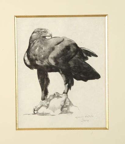 null Paul JOUVE (1878-1973). Royal eagle. Original lithograph, on japanese pearl...