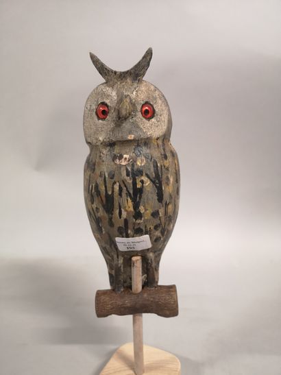null Little Owl : (Tchôt petit) Calling all wood, sulphur eyes, for the hunting of...