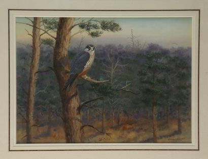 null Richard ROBJENT. Connected raptor. Pheasants. Two framed colour reproductions...
