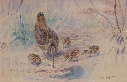 Edouard Paul MERITE (1867 - 1941) Bécasse er ses petits Aquarelle sur papier signée...
