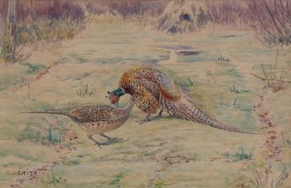 Edouard Paul MERITE (1867 - 1941) Etude de chevreuils Aquarelle sur papier signée...