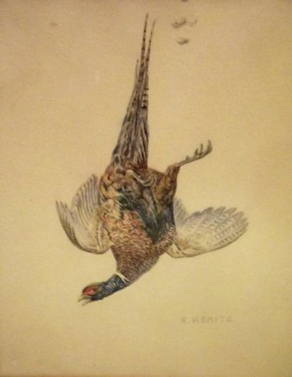Edouard Paul MERITE (1867 - 1941) Le faisan Aquarelle sur papier signée en bas à...