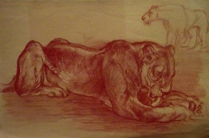 Marie-Paulette LAGOSSE (Att. à) Etudes de lion Deux dessins au fusain et à la sanguine...