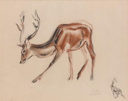André MARGAT (1903 - 1999) Le cerf Fusain sur papier. Cachet d'atelier et remarque...