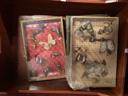 Lot of five butterfly boxes, accidents 
Lot...