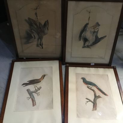 null Ecole du XIXe, Etude d'oiseaux branchés, gravure couleurs avec quelques réhauts,45...