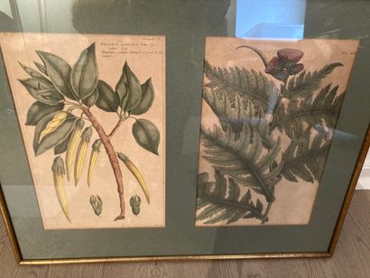 null Four boxes representing botanical plates