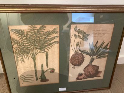 null Four boxes representing botanical plates