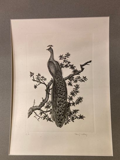 null Tavy NOTTON XXth

Peacock on a branch - Grey warblers

Burin engravings signed...