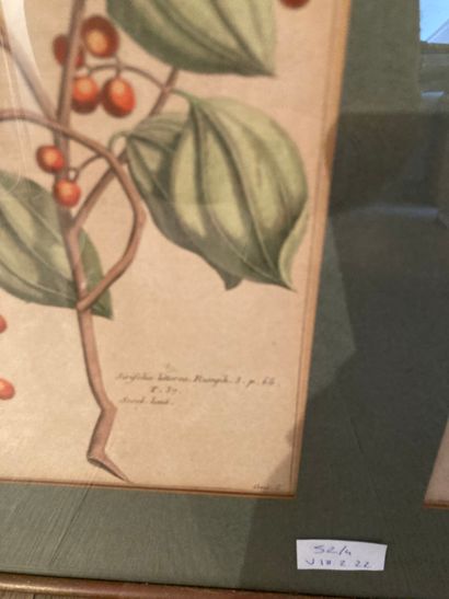 null Four boxes representing botanical plates