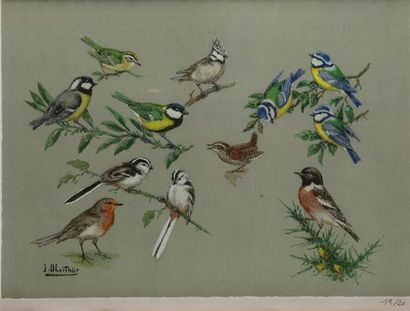 null Joseph OBERTHUR. Study of titmice, red throats, cute wrens...Reproduction in...
