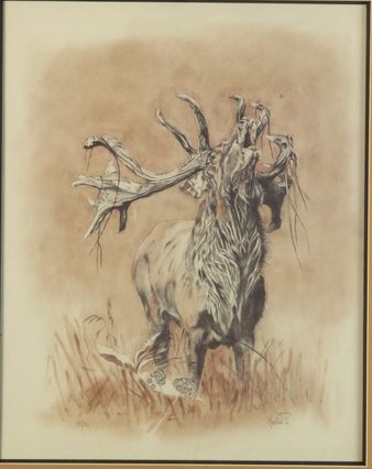 null Marie France NOLLET. Cerf au brâme. Gravure encadrée signée en bas à droite...