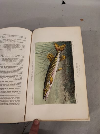 null Henri de la BLANCHERE. Fishing and fishes. Paris, 1885. 48 plates out of text...
