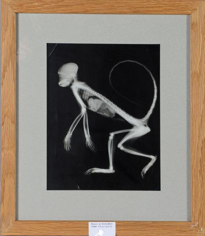 Animaux 
Radiographie d'un singe, c. 1920....