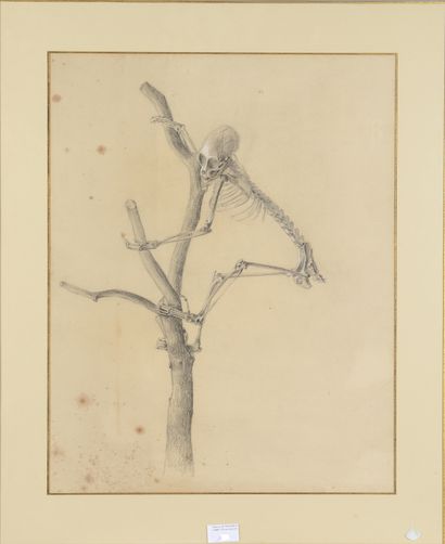 null Ecole de la fin du XIXème siècle. Squelette de singe à la branche. Mine de plomb...