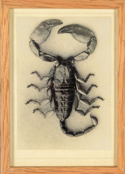 null Animaux 

Radiographie d'un singe, c. 1920. 

Scorpion, c. 1930. 

Deux (2)...
