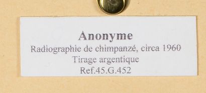 null Animaux 

Radiographie d'un singe, c. 1920. 

Scorpion, c. 1930. 

Deux (2)...