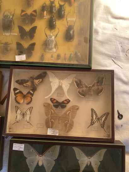 null 6 insect boxes including butterflies 

Dimensions: 17 x 17 cm to 40 x 54 cm

ref...