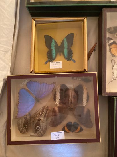 null 6 insect boxes including butterflies 

Dimensions: 17 x 17 cm to 40 x 54 cm

ref...