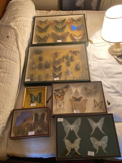 6 insect boxes including butterflies 

Dimensions:...