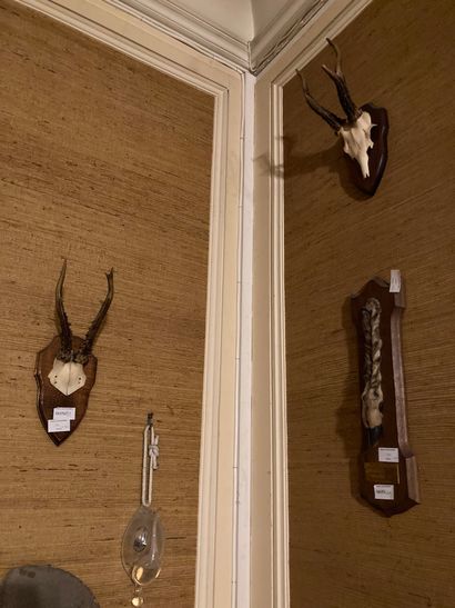 null Lot of 6 deer massacres, 3 feet of honor, one andouillet. Mounted on wooden...