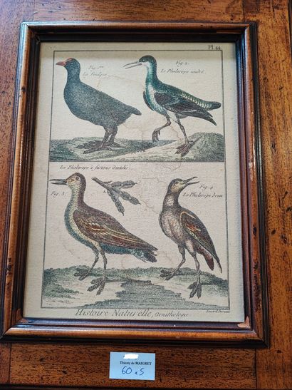 null Lot de 5 Gravures comprenant : Histoire naturelle Ornithologique, l'Automne,...