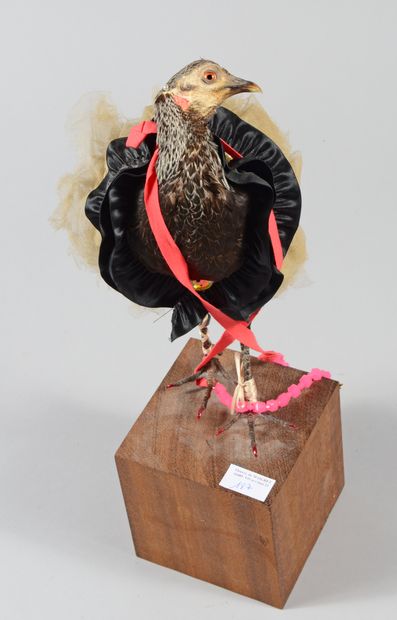 null In the taste of Mathilde Castello Branco. Naturalized and dressed hen