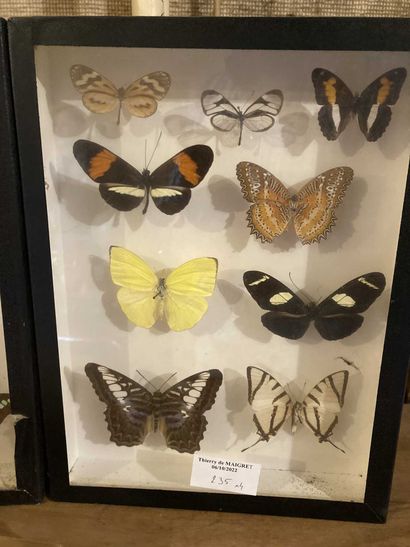 null 
Set of 3 butterfly frames. One joined 1 boxes of insects.
