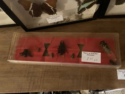 null 
Set of 3 butterfly frames. One joined 1 boxes of insects.
