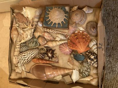 Lot of various shells