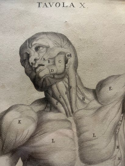 Bernardino GENGA (1620-1690) Torse d'écorché, planche pour «Anatomia per uso et intelligenza...