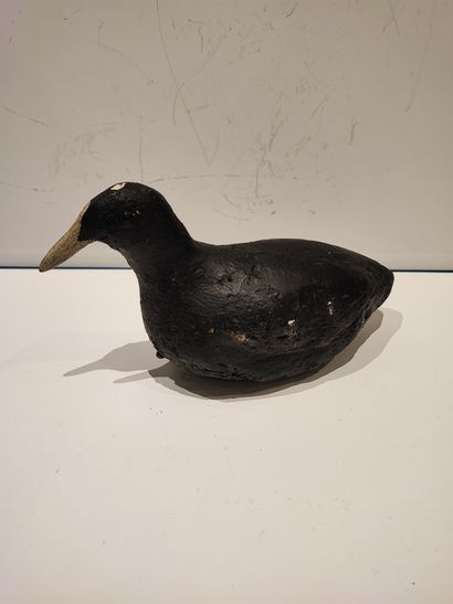 null Coot (scoter or coot). Calling all cork of the pond of gold for the hunting...
