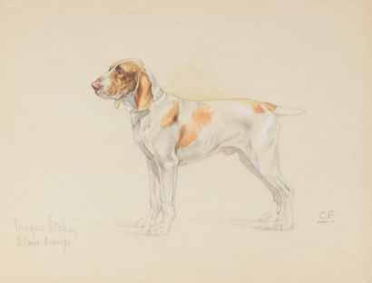 null François CASTELLAN. White orange italian hound. Watercolor pencil on paper....