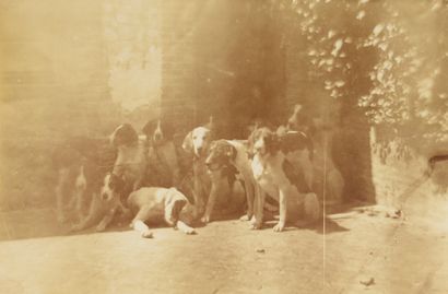 Pack of dogs. Old photographic print on paper...
