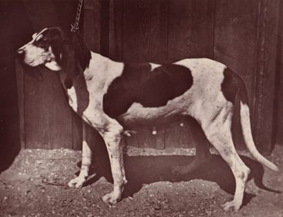 Pack dog (lice). Antique photographic print...